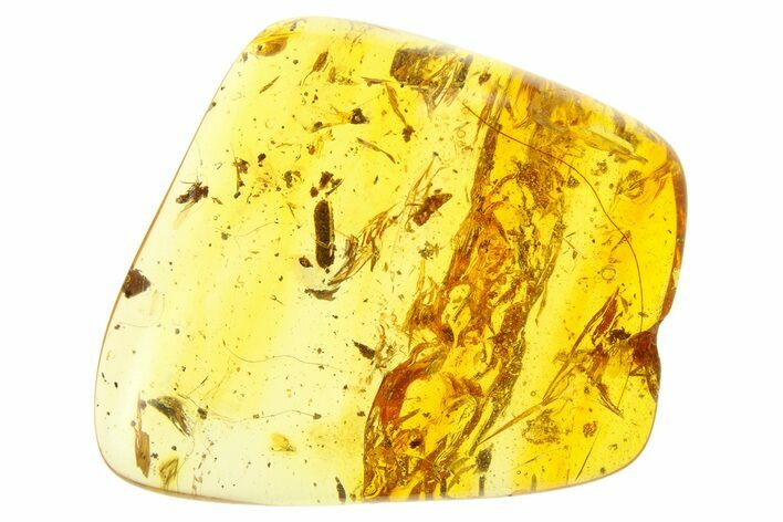 Polished Colombian Copal ( g) - Contains a Large Coprolite! #281459